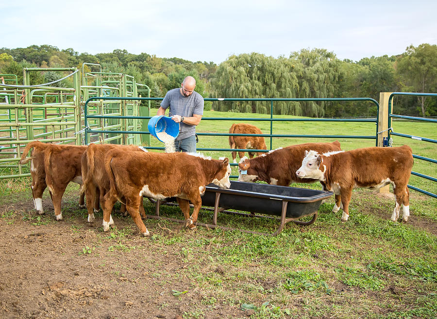 Man Feeding Corn to Hereford Calves Photograph by Emholk