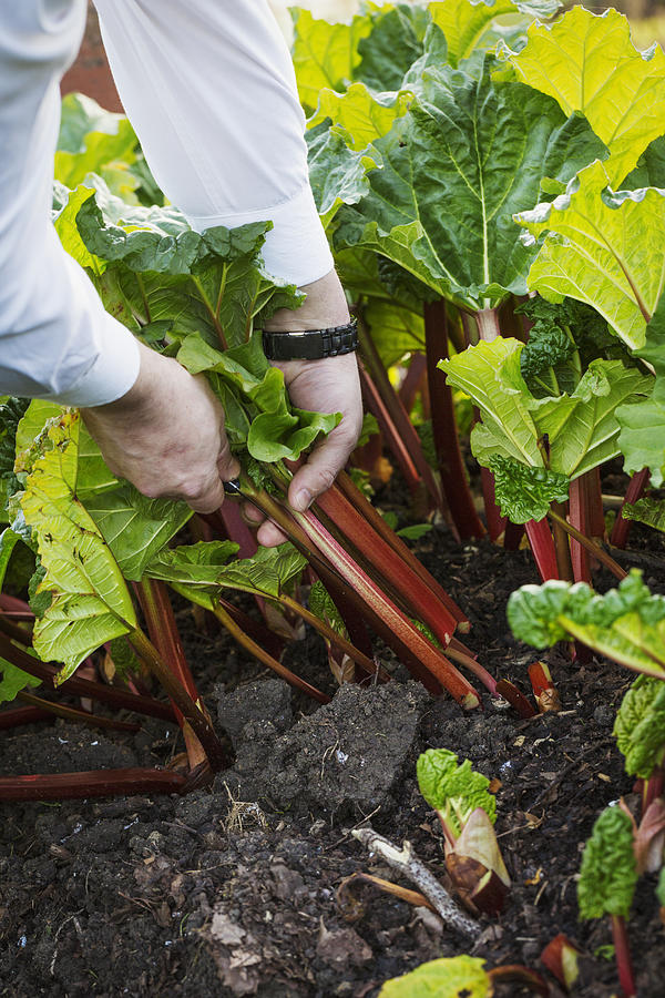 Man harvesting fresh rhubarb and trimming the stalks in the garden of a hotel. Photograph by Mint Images