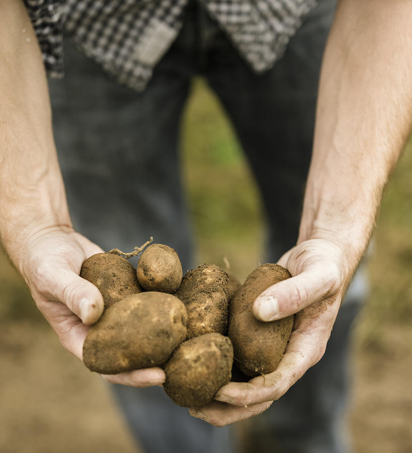 Man holding a handful of freshly picked potatoes in his hands. Photograph by Mint Images
