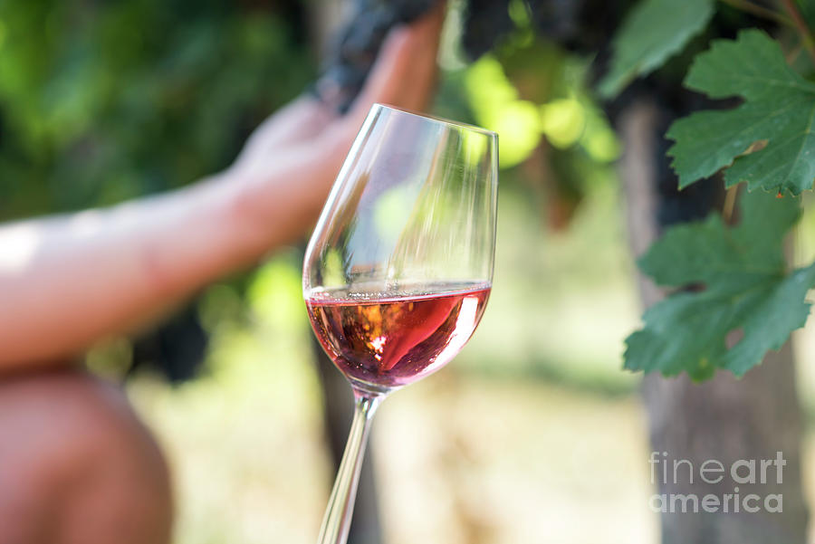 Wine Photograph - Man holding glass of red wine in vineyard field by Jelena Jovanovic