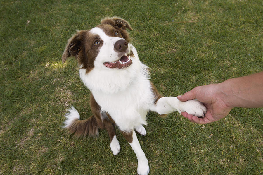 Man holding paw of border collie, elevated view Photograph by Kane Skennar
