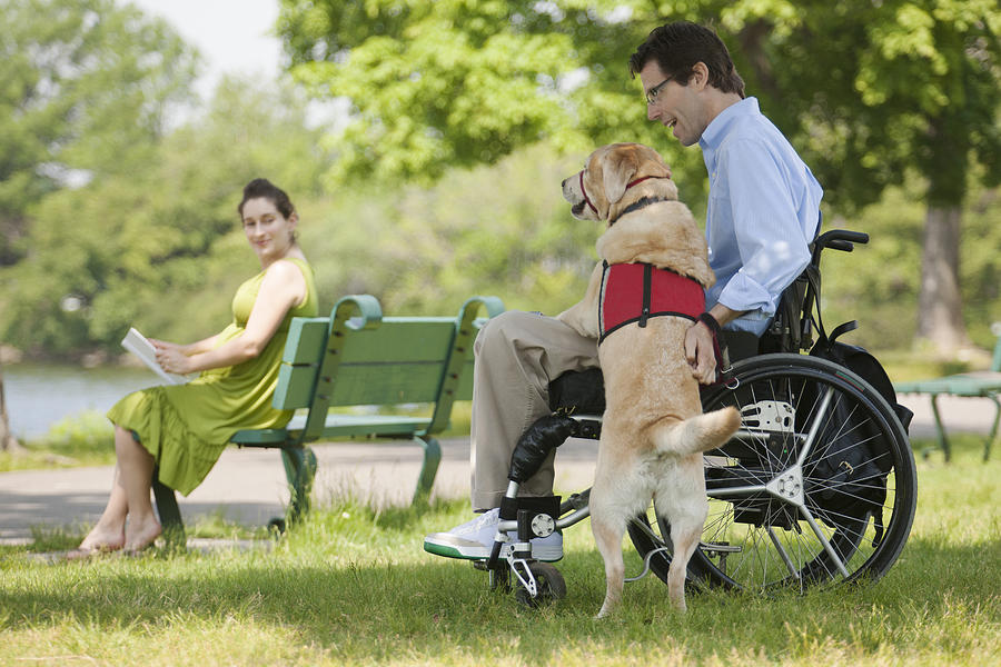 Man in wheelchair with spinal cord injury talking with service dog with his pregnant wife in the background Photograph by Huntstock