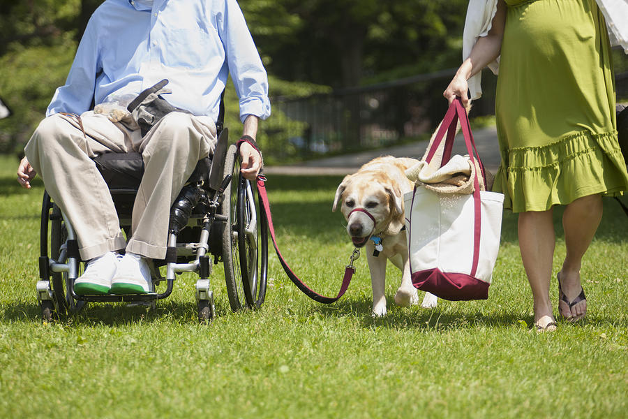 Man in wheelchair with spinal cord injury walking with service dog and pregnant wife Photograph by Huntstock
