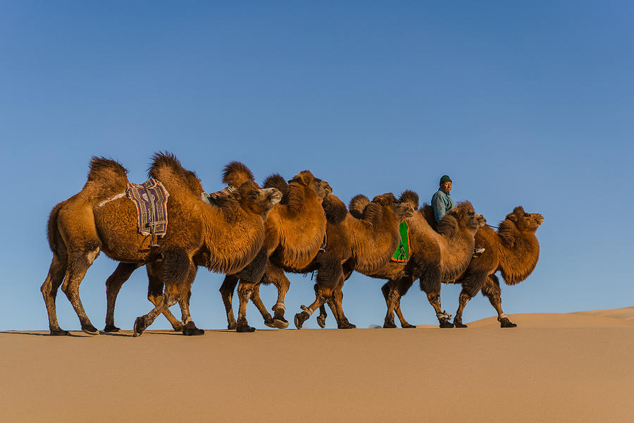 Man leading caravan of Bactrian camel in the Gobi Desert at sunset Photograph by Oleh_Slobodeniuk