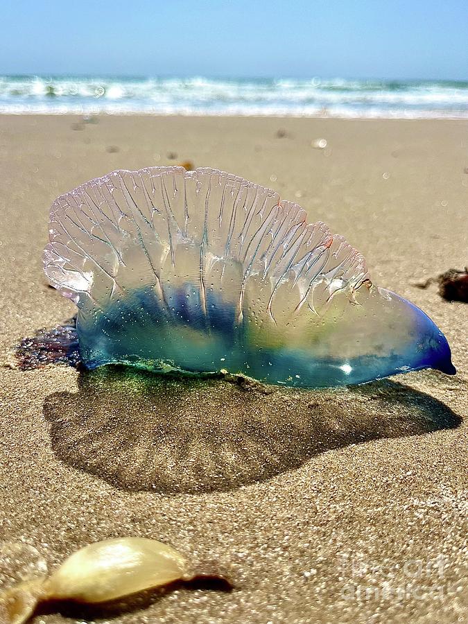 Man of War Photograph by Suzanne Oesterling