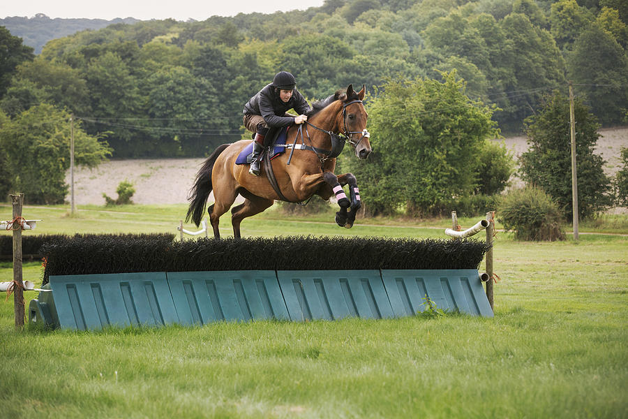 Man on a bay thoroughbred horse, jumping a brush fence, a racing hurdle on a rural point to point course.  Photograph by Mint Images