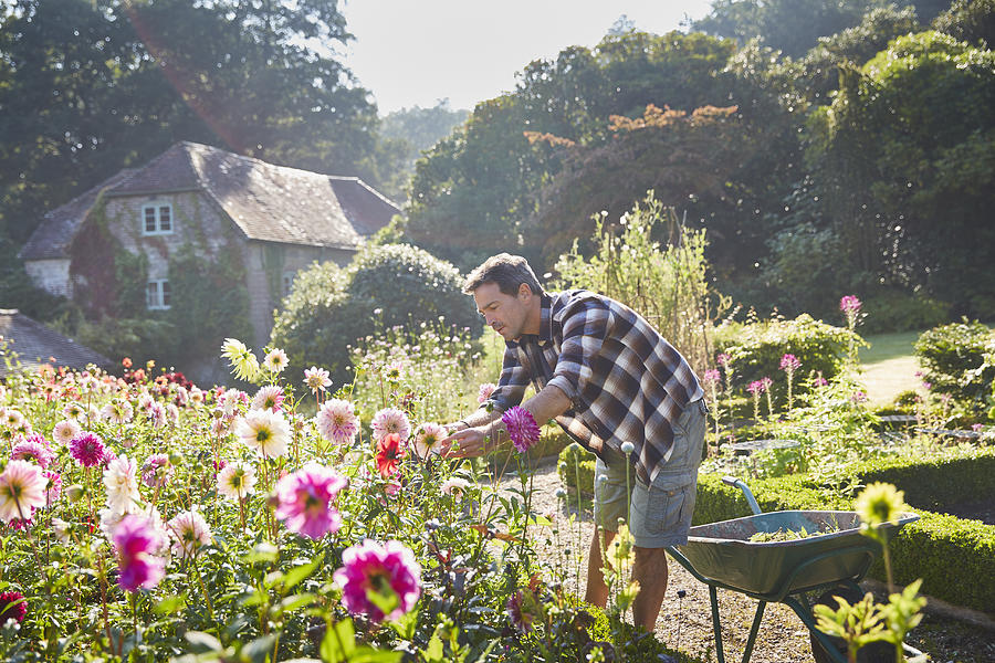 Man pruning flowers in sunny garden Photograph by Caiaimage/Chris Ryan