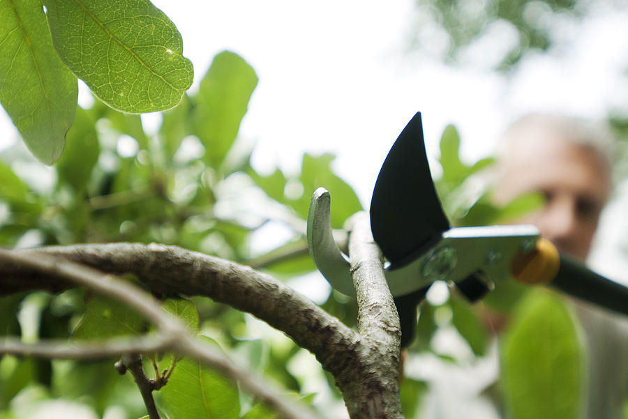 Man pruning shrub Photograph by Michele Constantini/PhotoAlto