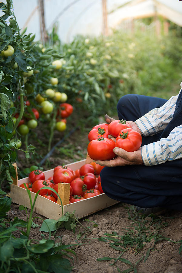 Man putting tomatoes from garden in a wooden crate Photograph by Mladen_Kostic