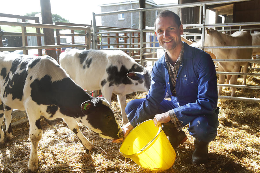 Man Smiling At Camera On Farm Feeding Calves Photograph by Peter Cade