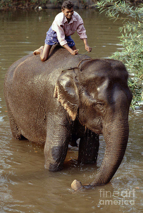 Man Washing his Asian Elephant, India Photograph by Wernher Krutein ...