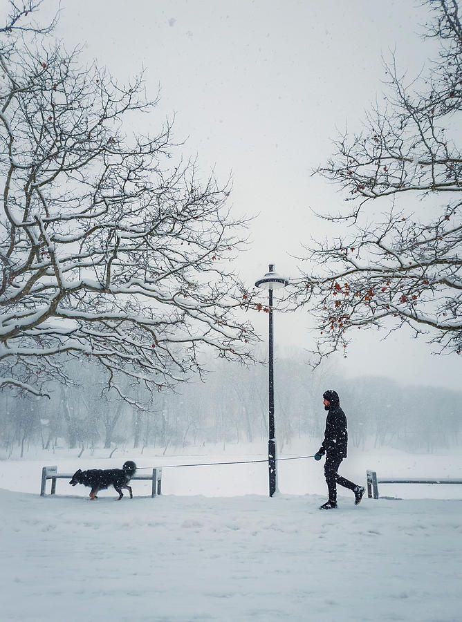 Man Walking His Dog In The City Park. Silhouette Of A Person And Photograph