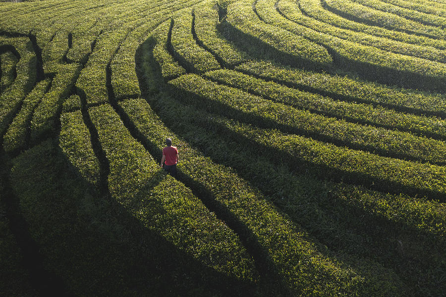 Man walking in a tea plantation in Sao Miguel, Azores Photograph by © Marco Bottigelli