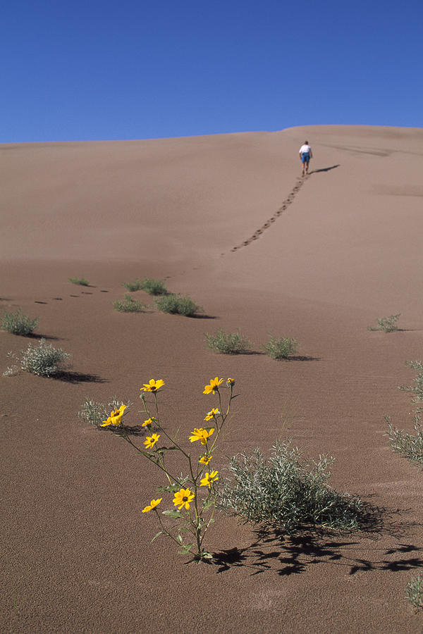 Man walking through desert, rear view Photograph by Grant Faint