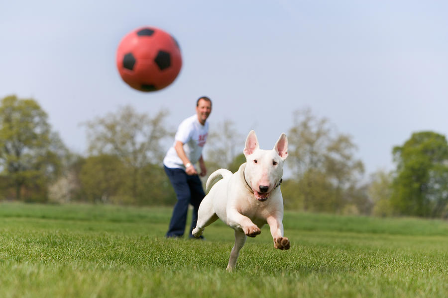 Man with English Bull Terrier in park, dog chasing ball Photograph by Tim Platt