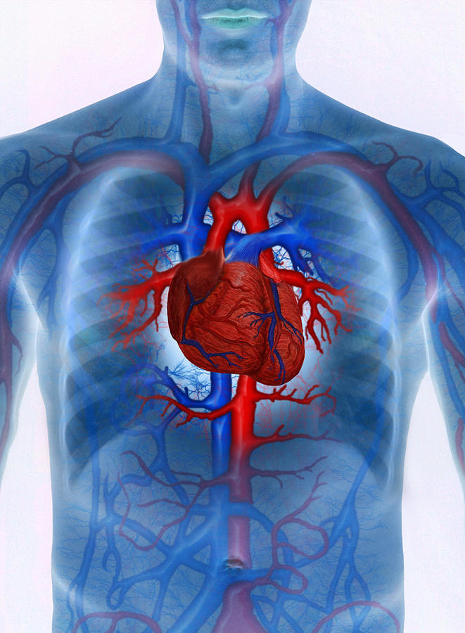 Man with enhanced cardiovascular system (Digital Composite) Drawing by Don Farrall