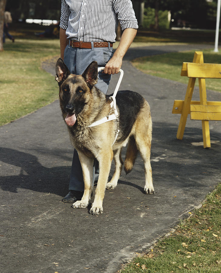 Man with guide dog Photograph by Tom Kelley Archive