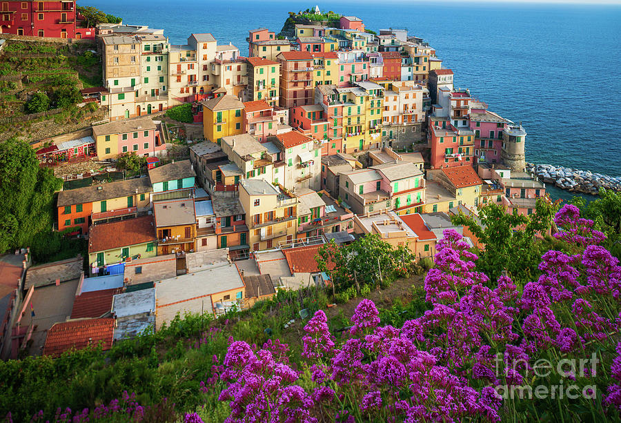 Manarola from above Photograph by Inge Johnsson