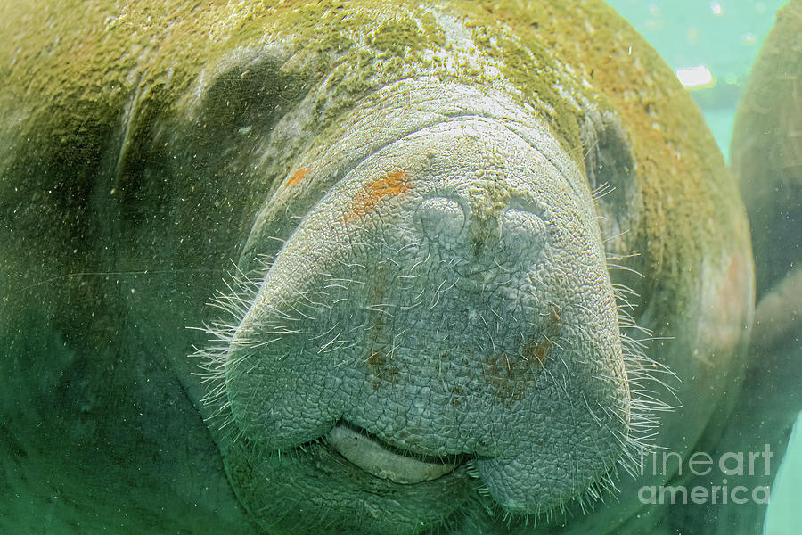 Manatee eating close up Photograph by Benny Marty