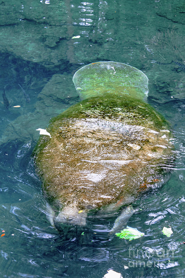 Manatee of Crystal River Photograph by Benny Marty