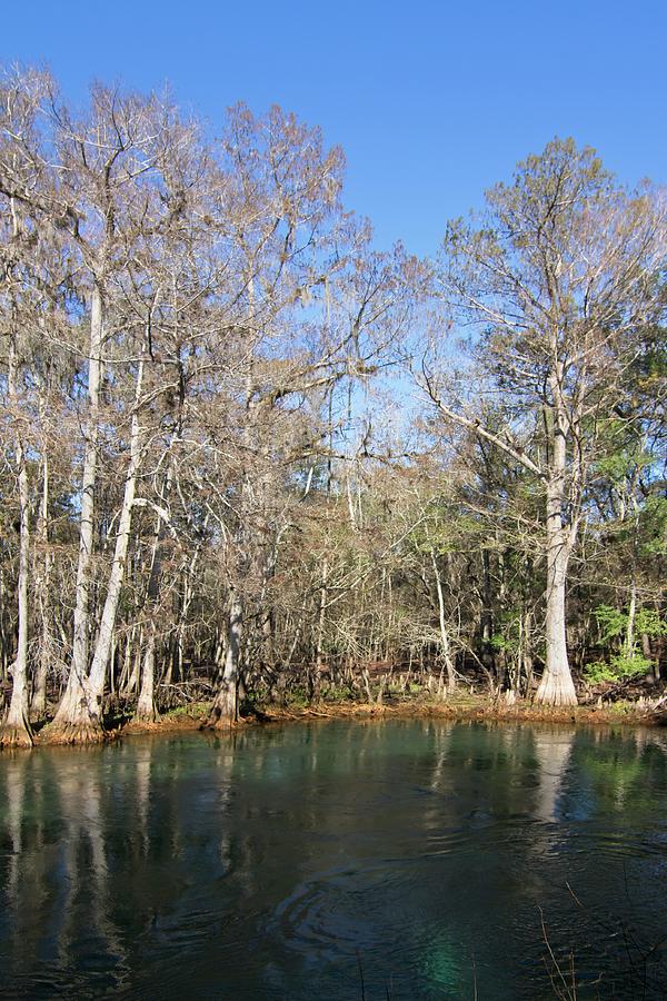 Manatee Spring In Winter Photograph