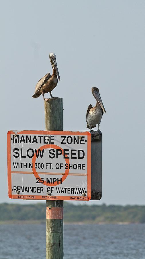 Manatee Zone Pelicans Photograph by Paul Rebmann