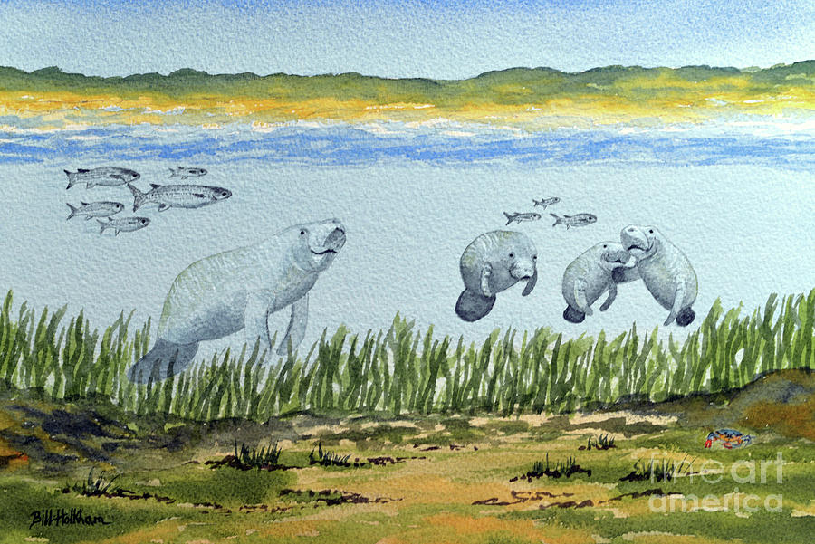 Manatees On The Flats In The Gulf Of Mexico Painting by Bill Holkham