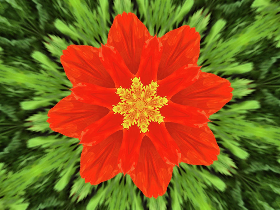 Mandala red flower --- bob-mcdonnell.pixels.com  Photograph by Bob McDonnell