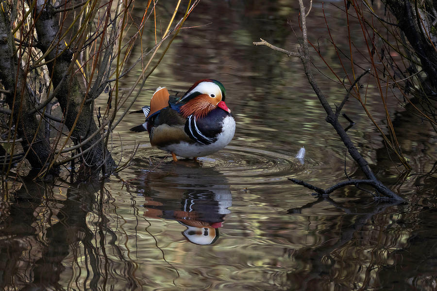 Mandarin Camouflage Photograph by Wes and Dotty Weber
