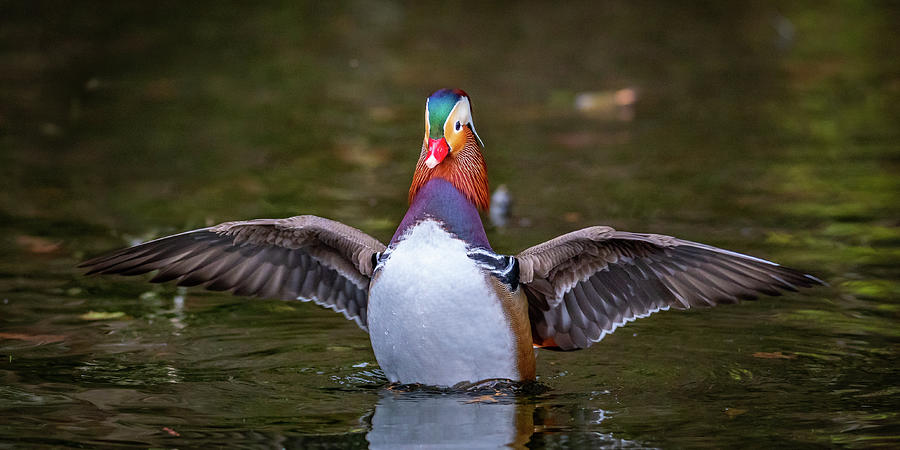 Mandarin Drake Showoff Photograph by Matthew Alberts - Pixels