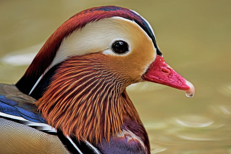 stuffed mandarin duck