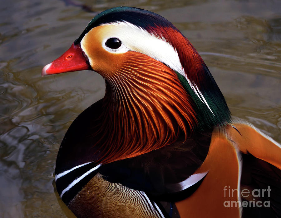 Mandarin Duck 8 Photograph by Terry Elniski