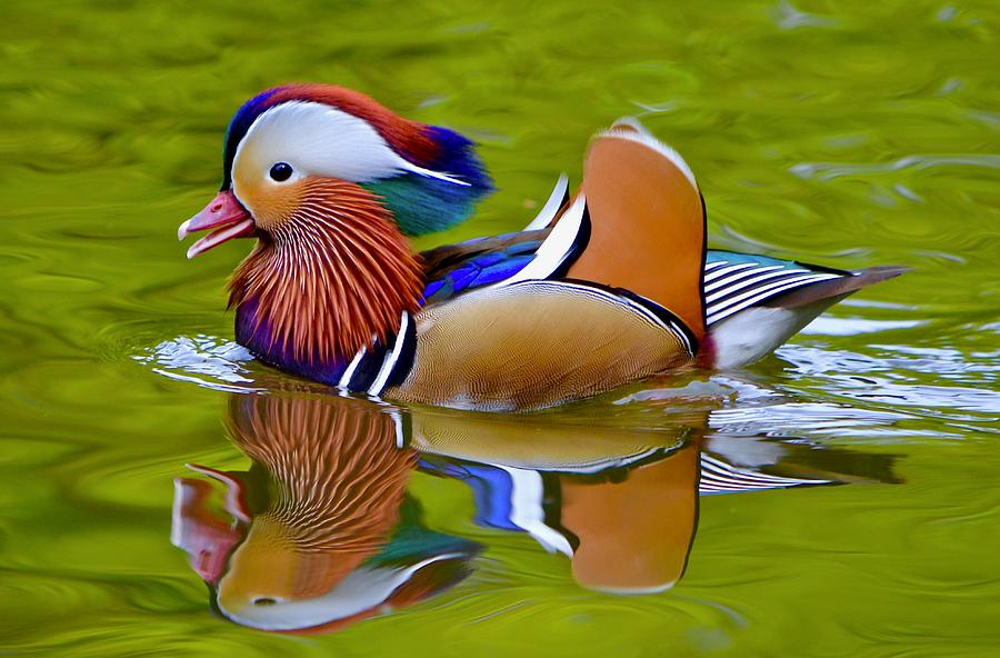 Mandarin Duck  Photograph by Angela Carrion Photography