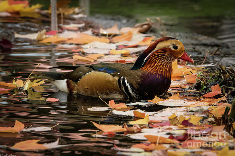 Mandarin Duck Autumn 2 Photograph by Mitch Shindelbower