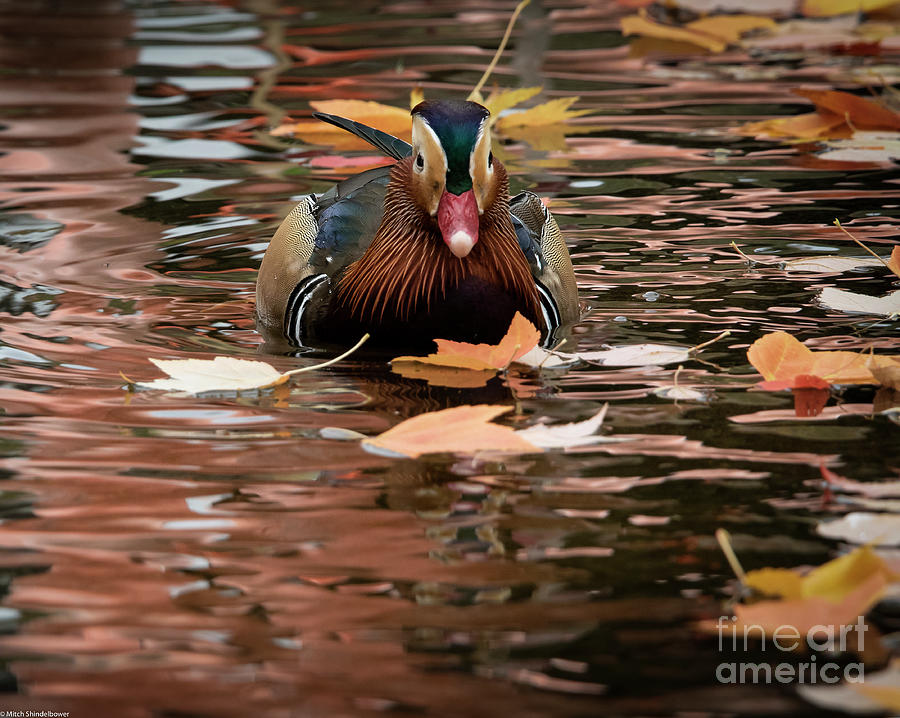 Mandarin Duck Autumn Photograph by Mitch Shindelbower