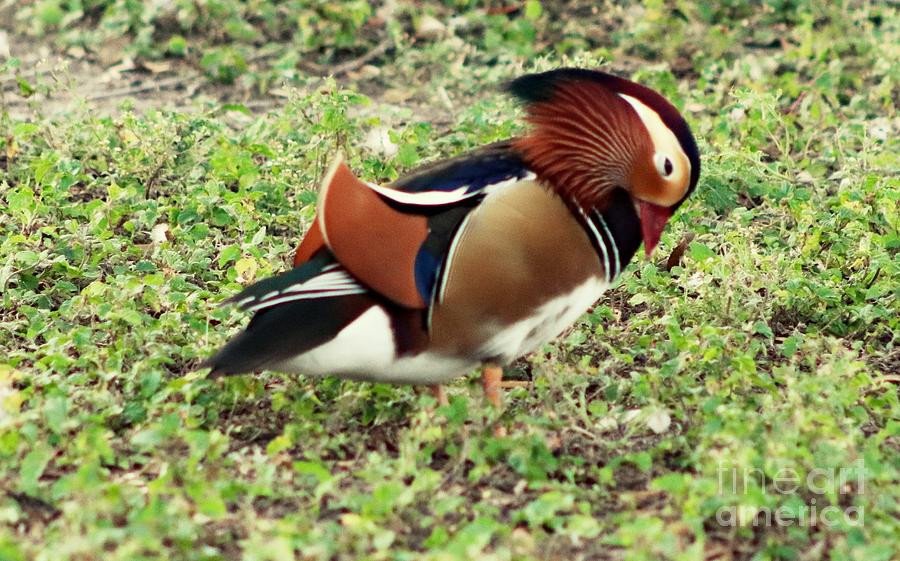 Mandarin Duck Bowing Head Photograph by Charlene Adler - Pixels