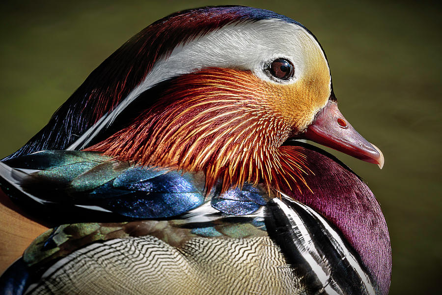 Mandarin Duck Closeup Photograph
