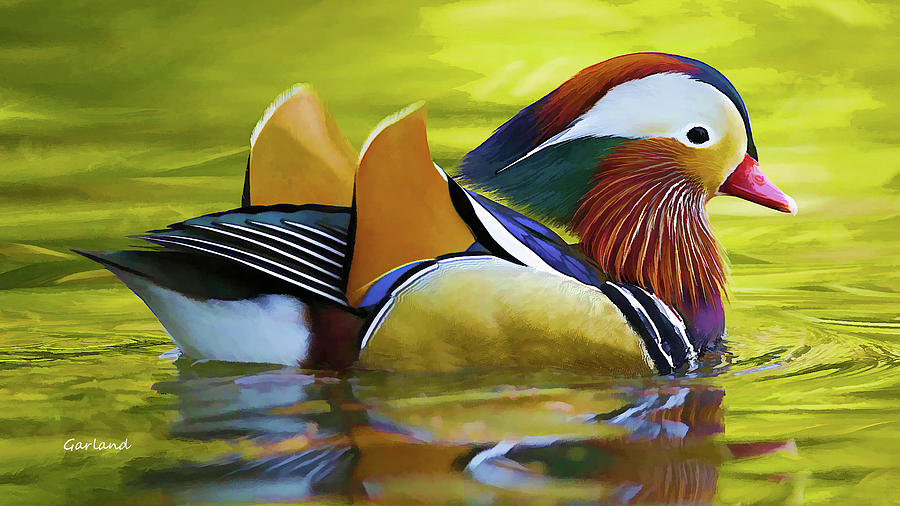 Mandarin Duck Painting by Garland Johnson - Fine Art America