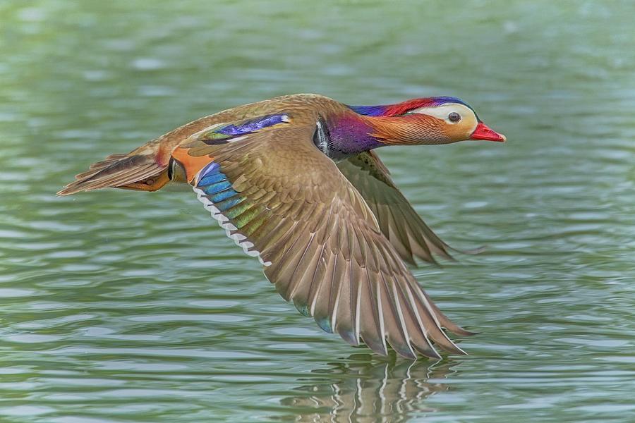 Mandarin Duck In Flight Photograph by Leslie Reagan - Fine Art America