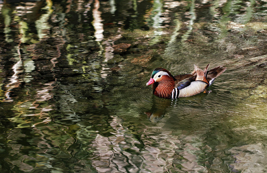 Mandarin Duck in lake - Nature photo Photograph by Stephan Grixti