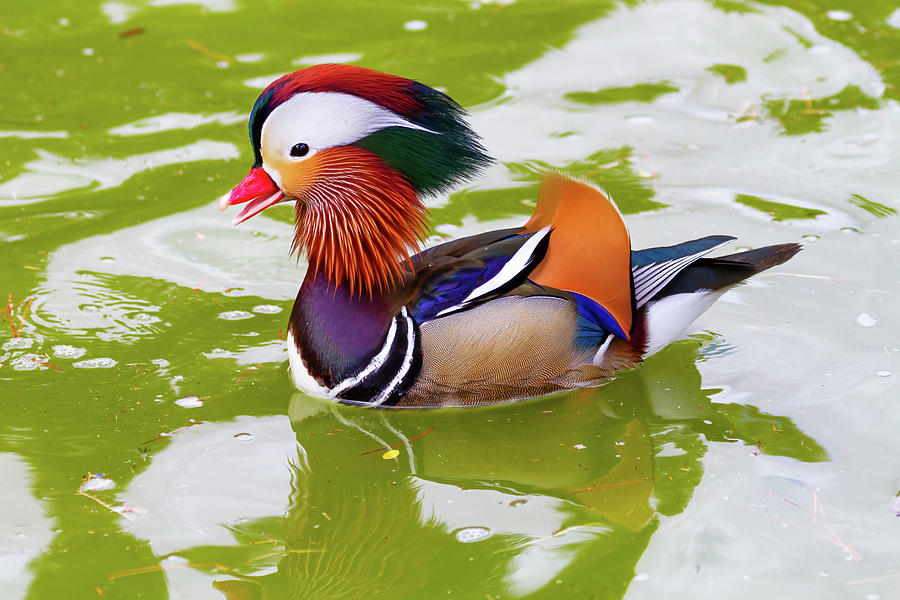 Mandarin Duck Photograph by James Marvin Phelps