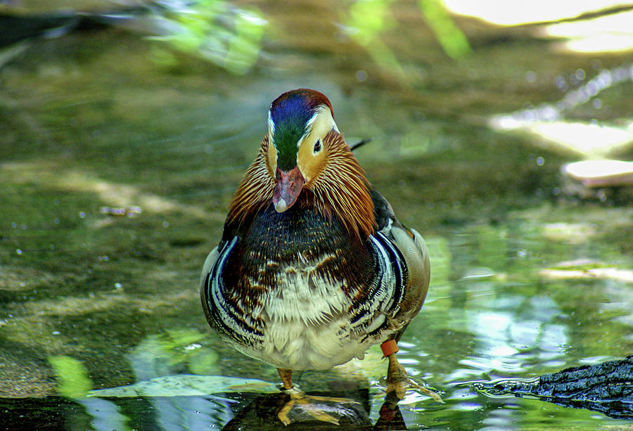 Duck Photograph - Mandarin Duck by Jean Haynes