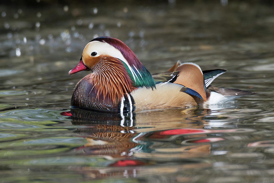 Mandarin Duck Photograph by Kristine Anderson