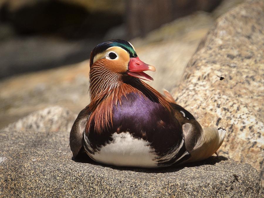 - Mandarin Duck  - Male Photograph by THERESA Nye