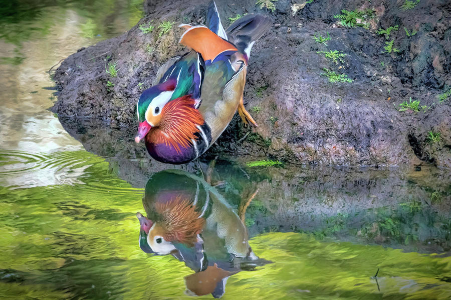 Mandarin Duck Photograph by Nadia Sanowar