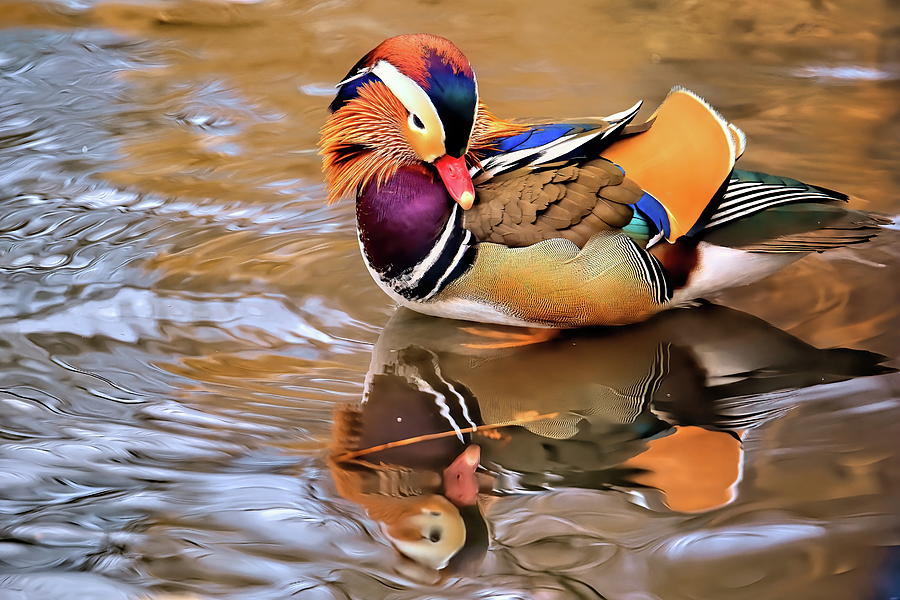 Duck Photograph - Mandarin duck of Central Park series II by Geraldine Scull