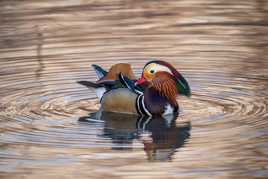Mandarin Duck on a Pond Photograph by Wesley Aston