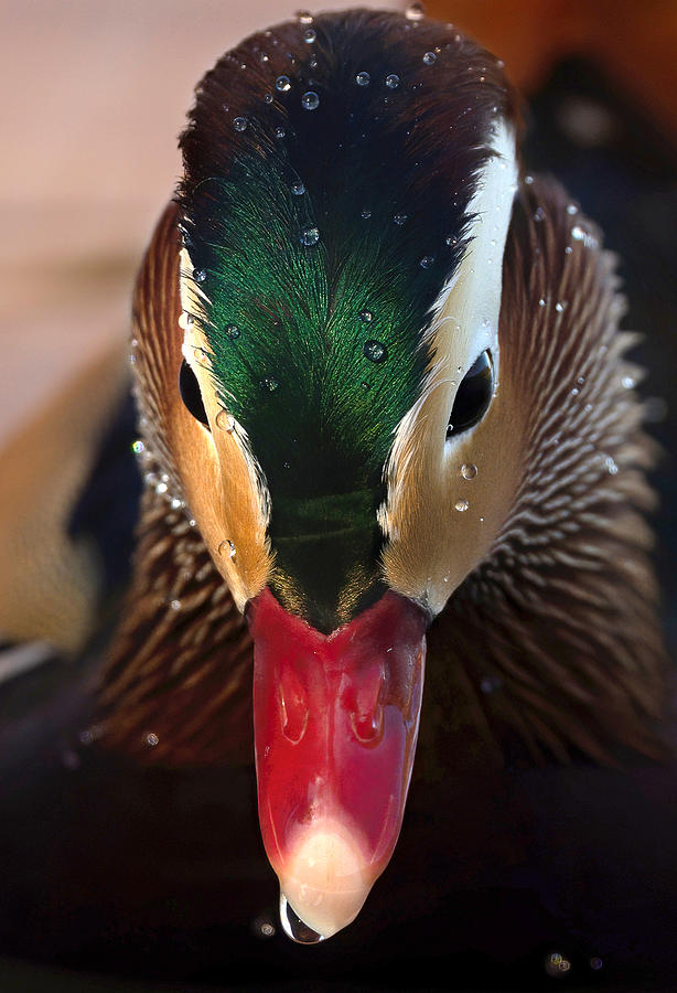 Mandarin Duck. Photograph by Paul Martin