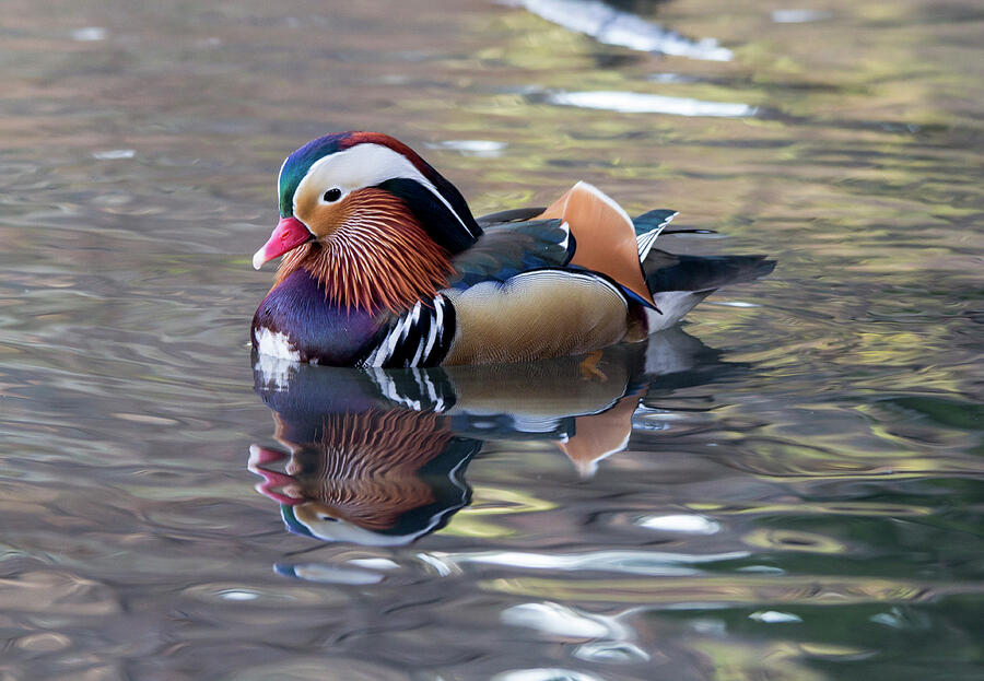 Mandarin duck Photograph by Pietro Ebner