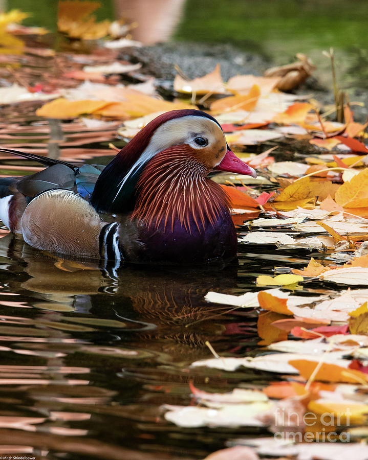 Mandarin Duck Portrait Photograph by Mitch Shindelbower